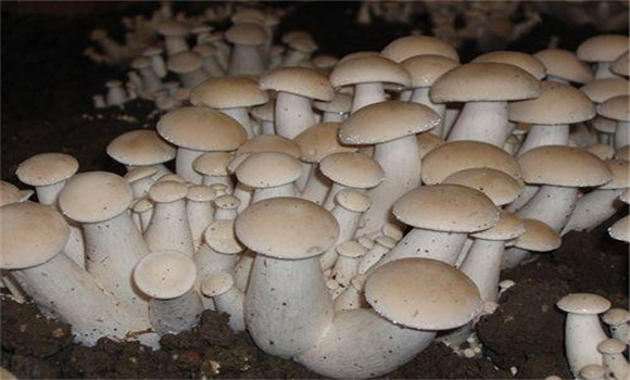 福菇肽有哪些作用，怎樣施用