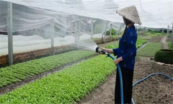 改進灌溉技術，以水化鹽