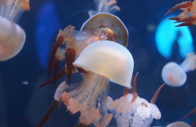 海蜇能蜇死人嗎？