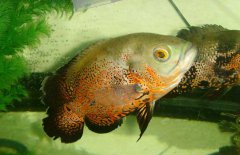 地圖魚吃什么長(zhǎng)得快，地圖魚吃什么飼料好？