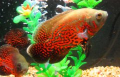 地圖魚怎么分公母，其雌雄如何鑒別