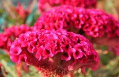 雞冠花治婦科病嗎，它有哪些作用