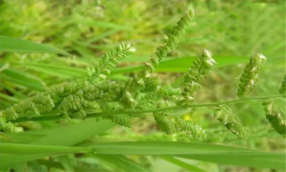 消滅蚜蟲(chóng)的小妙招