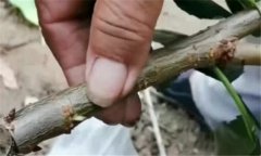 果樹(shù)靠接法嫁接方法、技術(shù)特點(diǎn)與方法、步驟