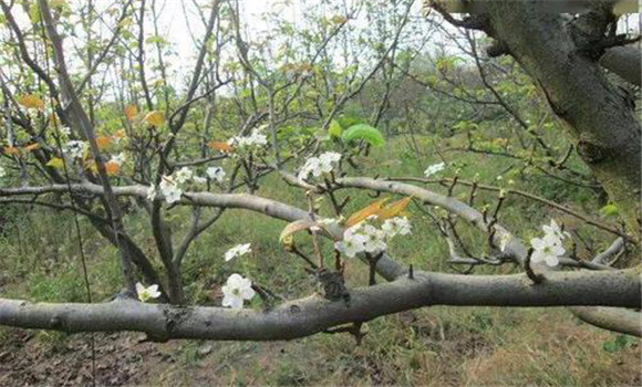 成年果樹夏、秋季開花的原因
