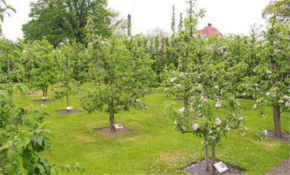 防止夏、秋季開花的措施