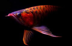 紅龍魚怎么才能養(yǎng)好？紅龍魚的正確飼養(yǎng)方法