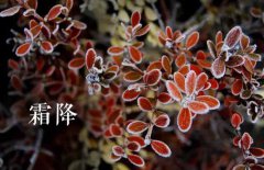 霜降的節(jié)氣由來，介紹關(guān)于霜降節(jié)氣的民間風(fēng)俗