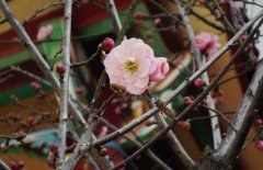 立春的含義是什么，關(guān)于立春的農(nóng)業(yè)諺語有哪些