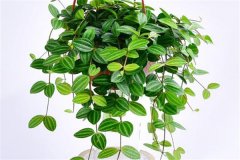 適合吊盆栽植的花卉有哪些，吊盆植物有哪些？