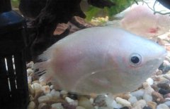 接吻魚為什么接吻？