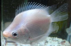 接吻魚怎么養(yǎng)才好？接吻魚飼養(yǎng)管理技術(shù)