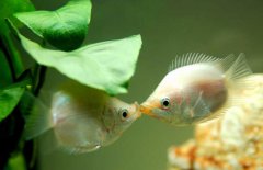 接吻魚好不好養(yǎng)殖，接吻魚怎么養(yǎng)才好？