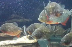 紅腹水虎魚吃什么，紅腹水虎魚怎么養(yǎng)？