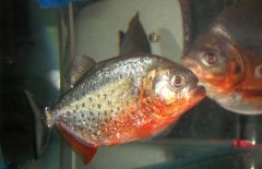 水虎魚怎么養(yǎng)，水虎魚的養(yǎng)殖方法