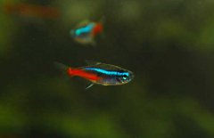 霓虹燈魚怎么養(yǎng)？霓虹燈魚形態(tài)特征