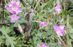 龍膽草產(chǎn)地在哪里、有幾個品種 對生長環(huán)境要求