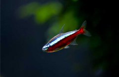 寶蓮燈魚怎么養(yǎng)？寶蓮燈魚形態(tài)特征
