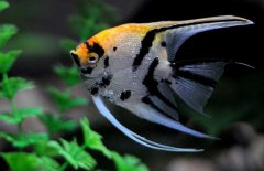 神仙魚和什么魚混養(yǎng)好，神仙魚怎么養(yǎng)？