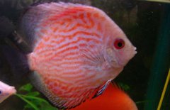神仙魚和什么魚混養(yǎng)好？