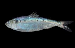 沙丁魚吃什么食物？沙丁魚產(chǎn)自什么地方？