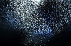 沙丁魚是深海魚嗎，常見深海魚有哪些？