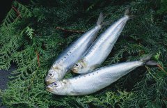 沙丁魚是什么魚，沙丁魚產(chǎn)地哪里？