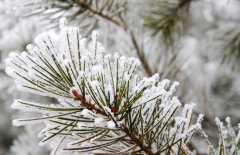 雪松和云杉的區(qū)別你知道嗎？