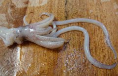 魷魚和什么相克？
