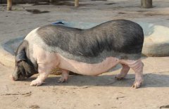 香豬吃什么食物，香豬的飼料種類與搭配原則