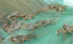 河蟹能活多久、吃什么，螃蟹脫離水可以活幾天