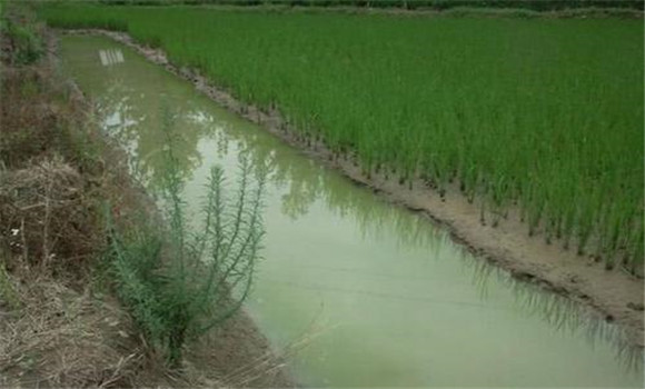小龍蝦可以和稻田魚混養(yǎng)嗎？