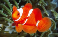 小丑魚是淡水魚嗎？