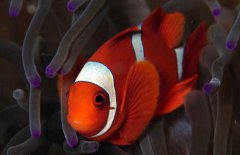 小丑魚吃什么飼料？