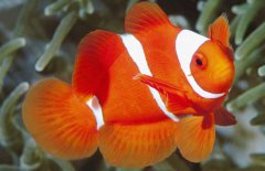小丑魚是什么魚？