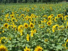 油葵的種植時間和方法 油葵種植技術與管理要點