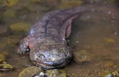 大鯢是什么動物、是幾級保護(hù)動物？