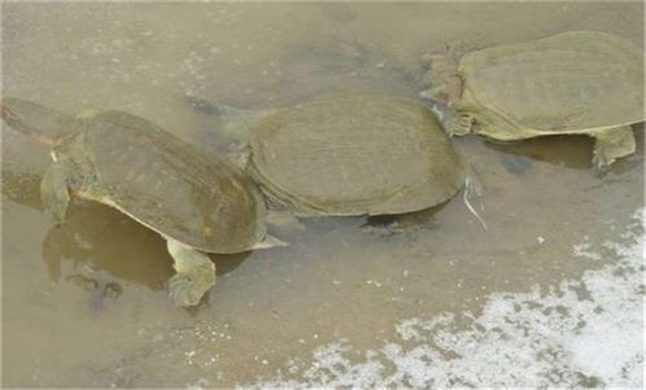 如何購(gòu)買(mǎi)甲魚(yú)