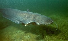 鯰魚(yú)養(yǎng)殖條件和要求 鯰魚(yú)屬于無(wú)鱗魚(yú)嗎？