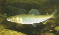 香魚是什么魚，香魚的主要產(chǎn)地在哪里？