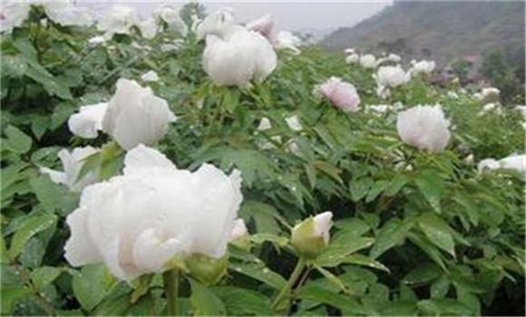 白芍種植技術(shù)、方法與主要步驟