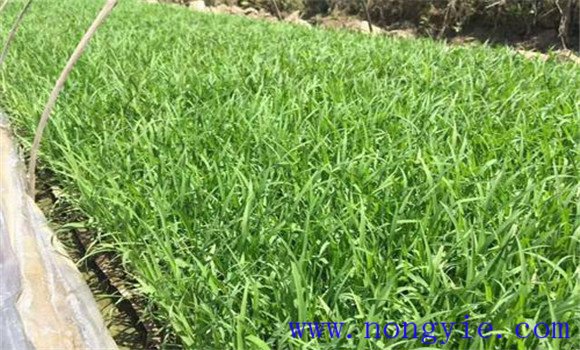 大棚黃瓜、水稻、菠菜高效種植模式簡(jiǎn)介