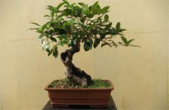 家庭陽臺盆栽桂花如何養(yǎng)護(hù)？