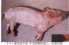 豬食鹽中毒癥狀是什么，怎樣防治豬食鹽中毒？