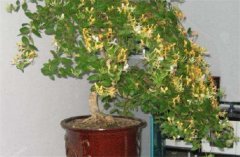 盆栽金銀花種植技術(shù) 金銀花是否嬌氣難養(yǎng)？