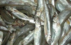 多春魚(yú)的產(chǎn)地在哪里？多春魚(yú)如何養(yǎng)殖