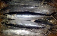 馬鮫魚(yú)產(chǎn)地在哪里、有哪些種類(lèi) 能人工養(yǎng)殖嗎？