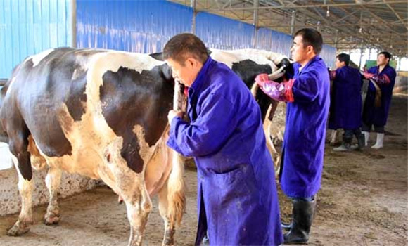 牛胎衣不下怎么辦，牛胎衣不下治療方法