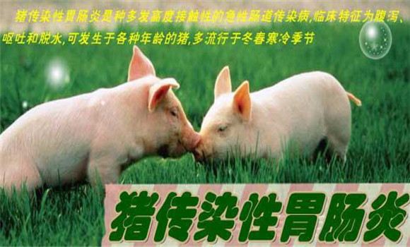 豬傳染性胃腸炎癥狀，豬傳染性胃腸炎怎么治療
