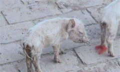 仔豬腹瀉怎么治療？哺乳仔豬飼養(yǎng)管理技術(shù)要點